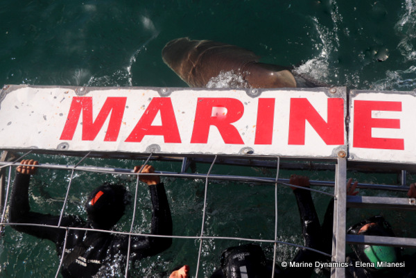 shark cage diving, South Africa