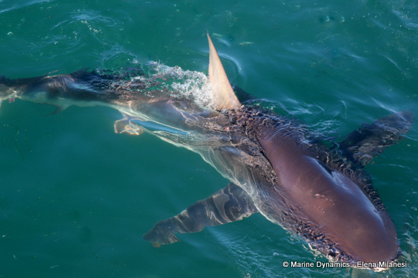 Bronze whaler shark, South Africa 