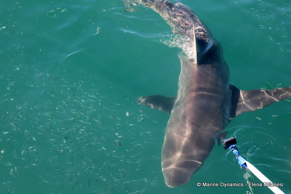Bronze whaler shark, South Africa 