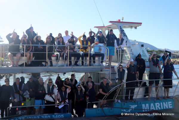 shark cage diving, South Africa