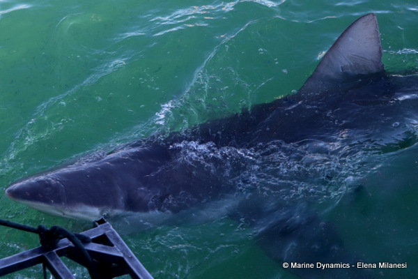 Bronze Whaler shark, South Africa