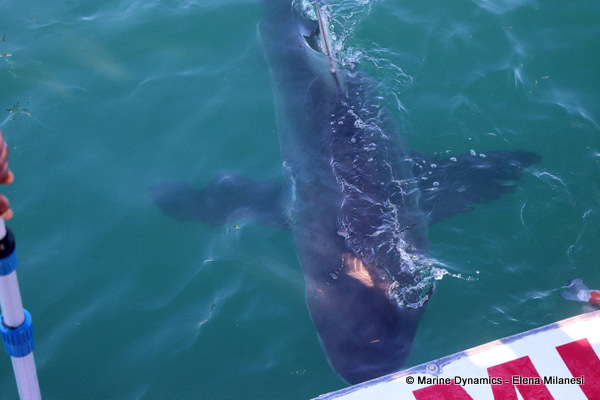 Bronze Whaler shark, South Africa