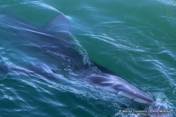 Bronze Whaler shark, South Africa