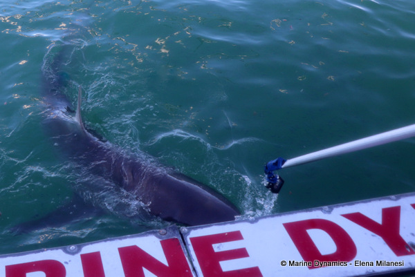 Bronze Whaler shark, South Africa
