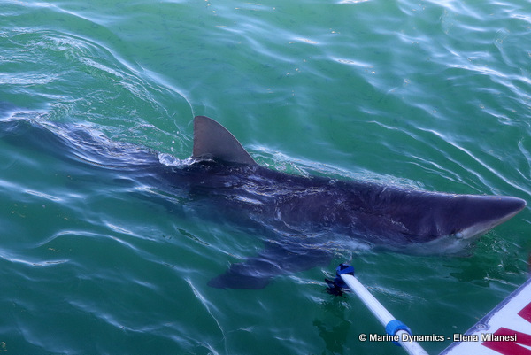 Bronze Whaler shark, South Africa