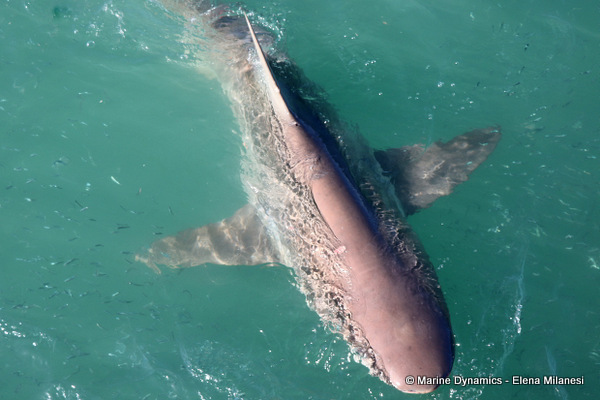 Bronze Whaler shark, South Africa