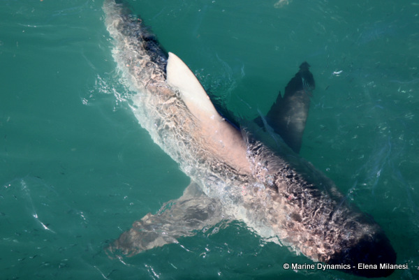 Bronze Whaler shark, South Africa 