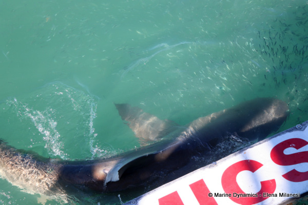 Bronze Whaler shark, South Africa
