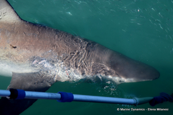 Bronze Whaler shark, South Africa