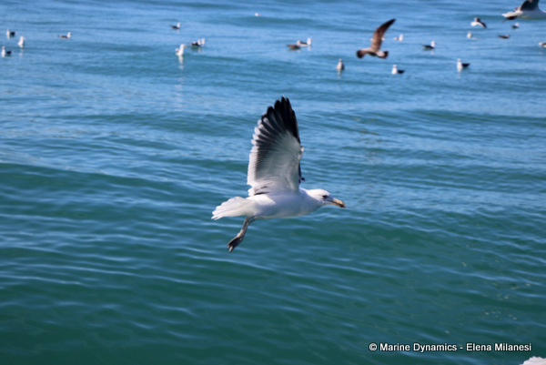 Kelp Gulls, South Africa 