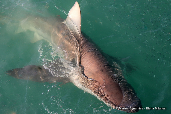 Bronze Whaler shark, South Africa