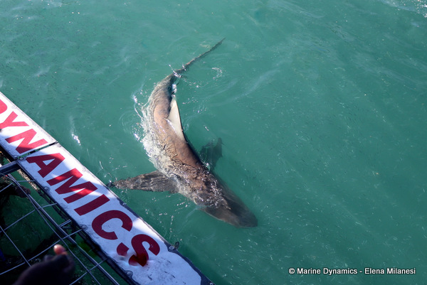 Bronze Whaler shark, South Africa
