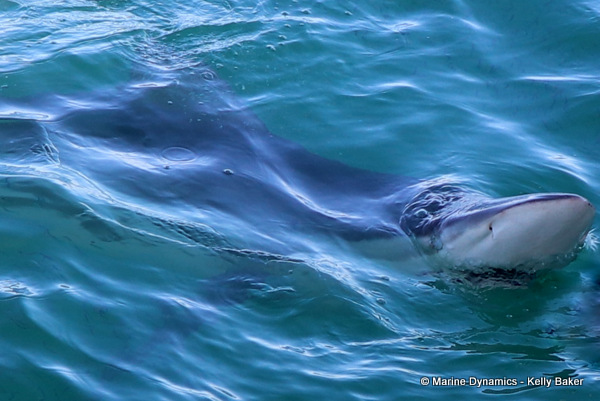 Bronze whaler shark, South Africa
