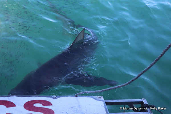 Bronze whaler shark, South Africa