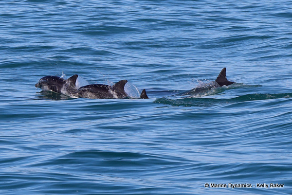 Bottlenose dolphins, South Africa