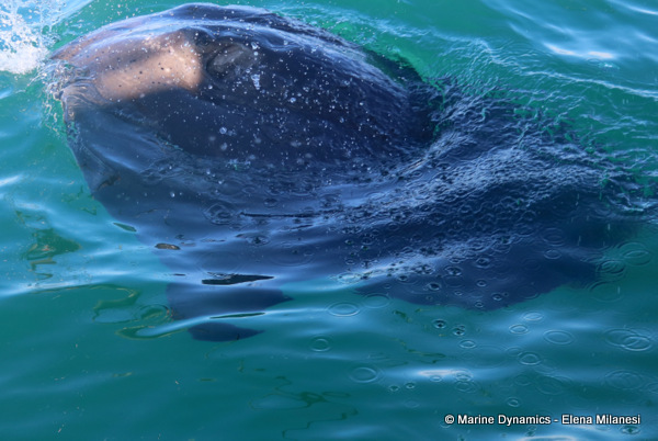Short-tail stingray, South Africa