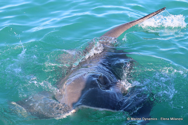Short-tail stingray, South Africa
