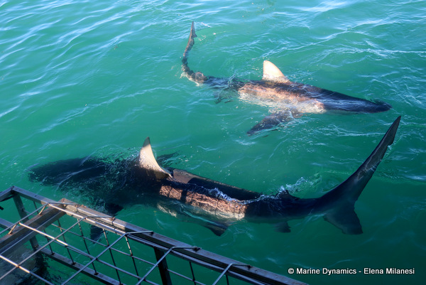 Bronze whaler shark, South Africa