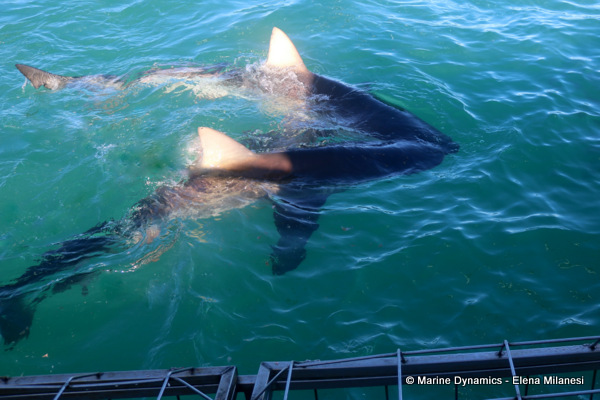 Bronze whaler shark, South Africa