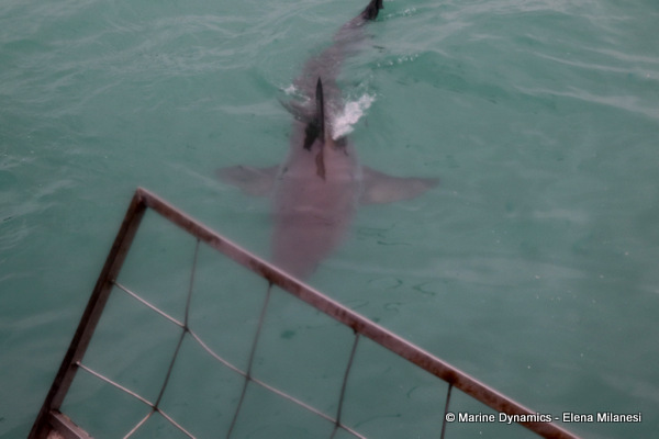 Great white shark, South Africa 