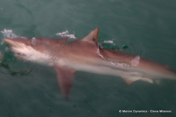 Bronze whaler shark, South Africa 