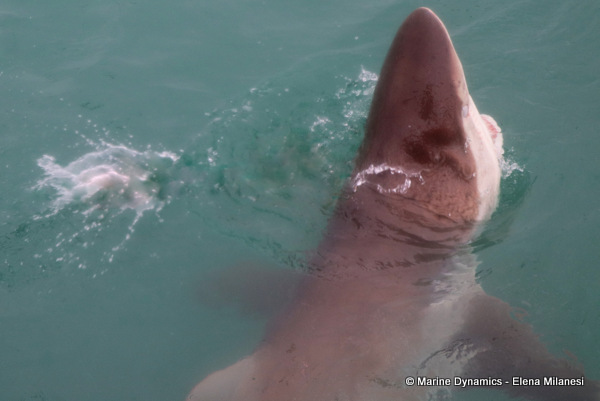 Bronze whaler shark, South Africa 