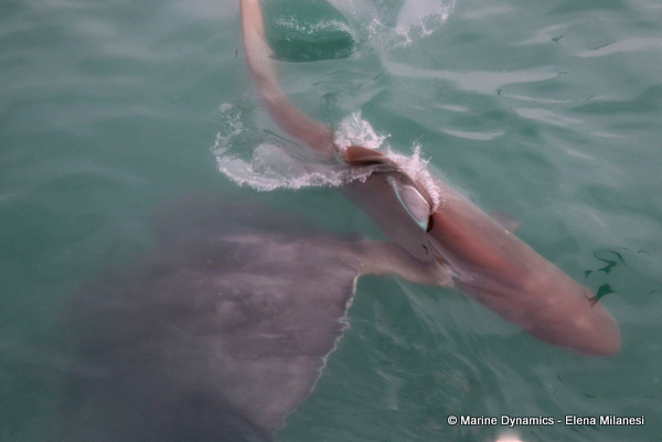 Bronze whaler shark, South Africa 