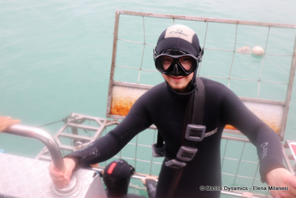 shark cage diving, South Africa