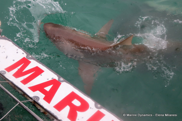 Bronze whaler shark, South Africa 