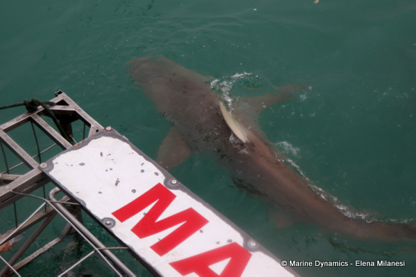 Bronze whaler shark, South Africa 