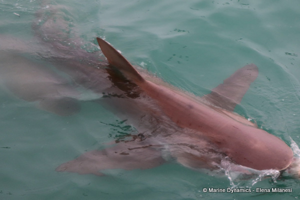 Bronze whaler shark, South Africa 
