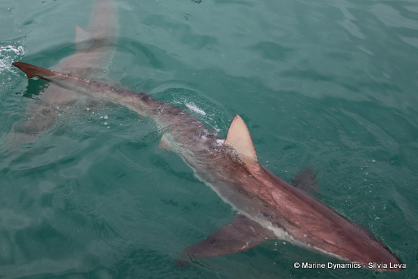Bronze whaler shark, South Africa