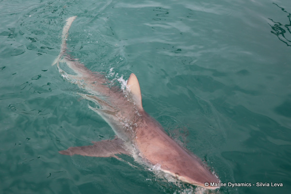 Bronze whaler shark, South Africa