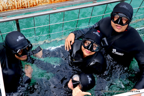 shark cage diving, South Africa