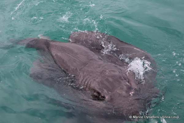 short-tail stingray, South Africa