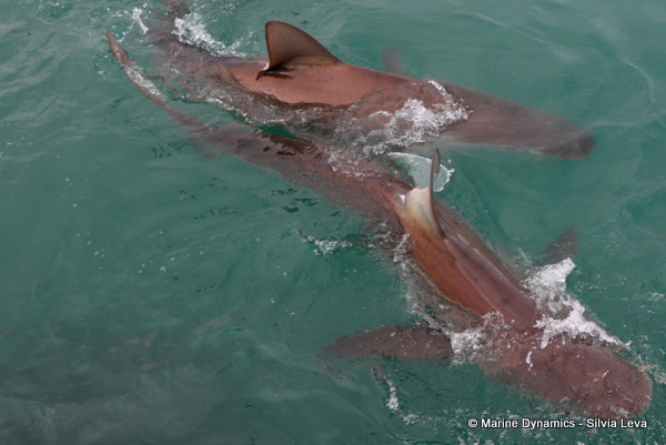 Bronze whaler shark, South Africa