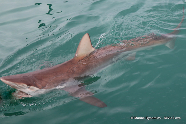 Bronze whaler shark, South Africa