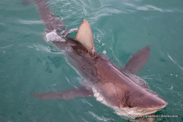 Bronze whaler shark, South Africa
