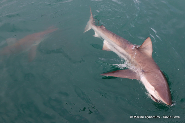 Bronze whaler shark, South Africa