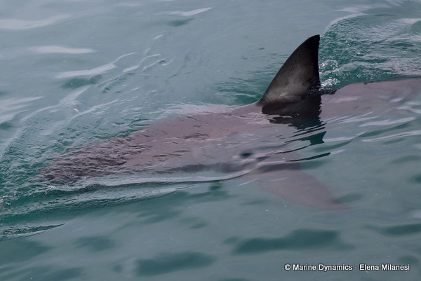 Great White shark, South Africa