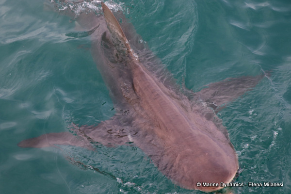 Bronze whaler shark, South Africa