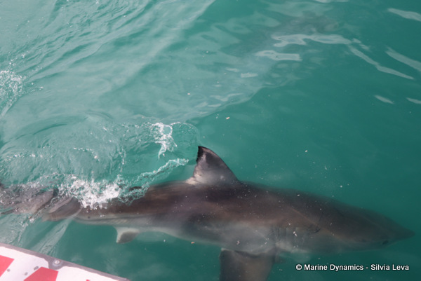 Great White shark, South Africa