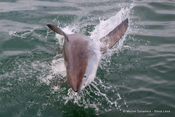 Great White shark, South Africa