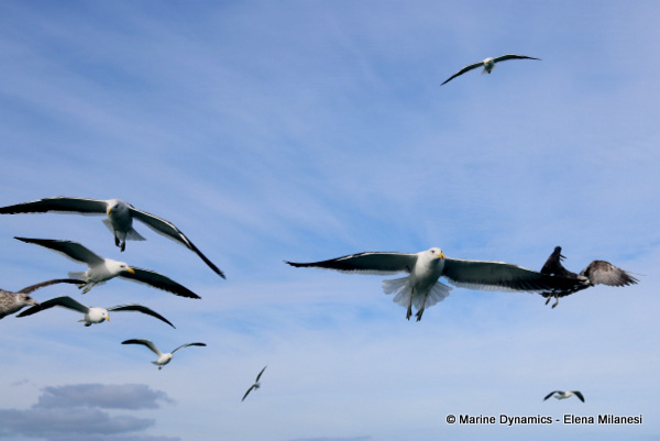 Kelp Gulls, South Africa 