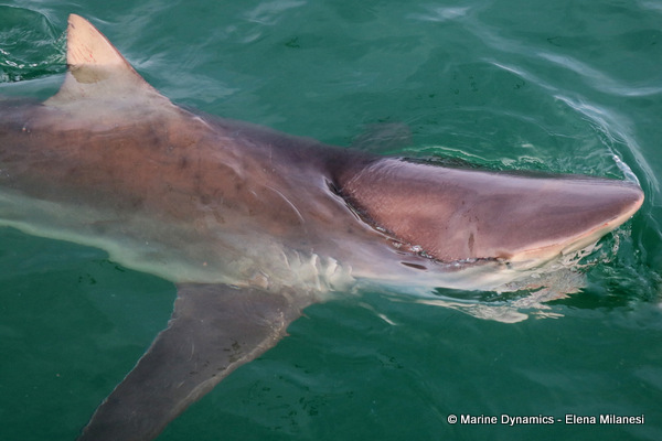 Bronze whaler shark, South Africa 
