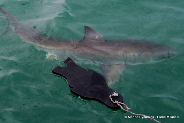 Great White shark, South Africa 