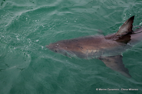 Great White shark, South Africa