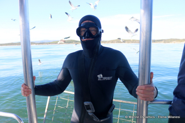 shark cage diving, South Africa