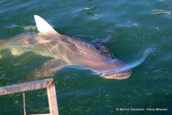 Bronze whaler shark, South Africa