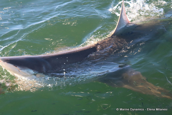 Bronze whaler shark, South Africa